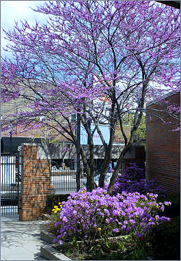 Spring in the Entry Courtyard Garden